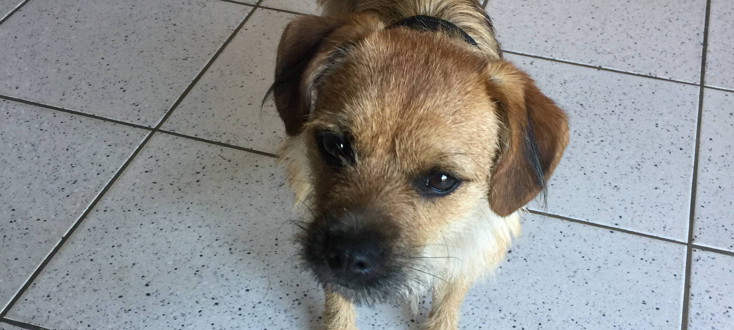 Hund in Lüdinghausen entlaufen