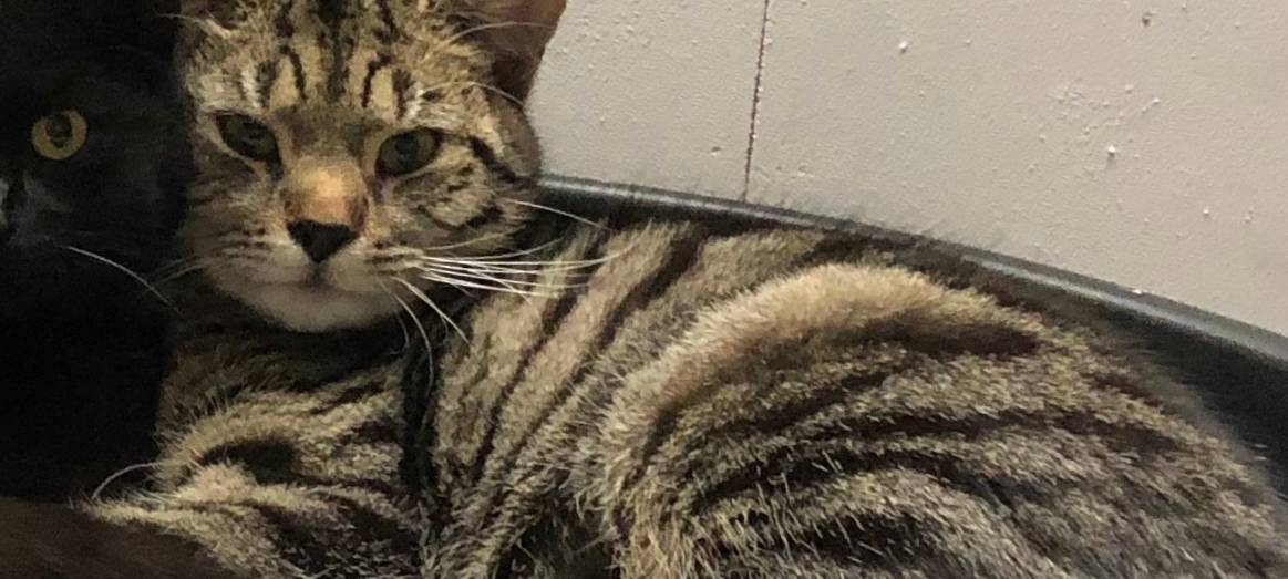 Katze in Lüdinghausen entlaufen