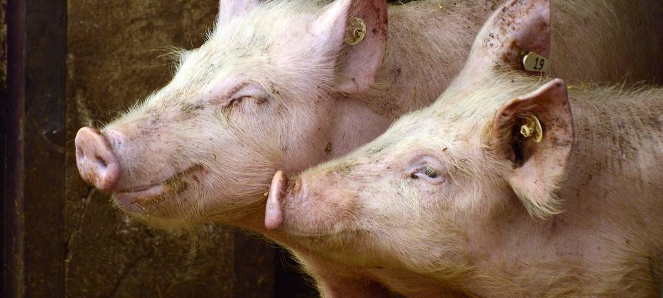 Schweinetransporter auf der B 525 umgekippt