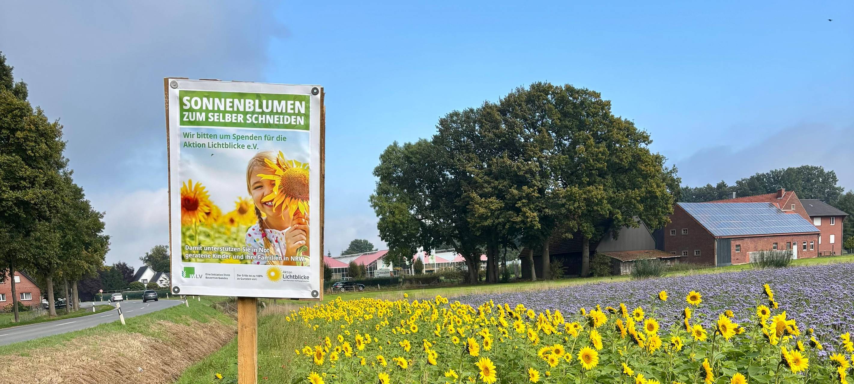 Sonnenblumenaktion für "Aktion Lichtblicke"