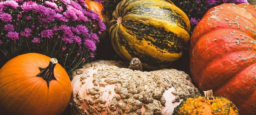 KREIS: Kürbisernte in Gange