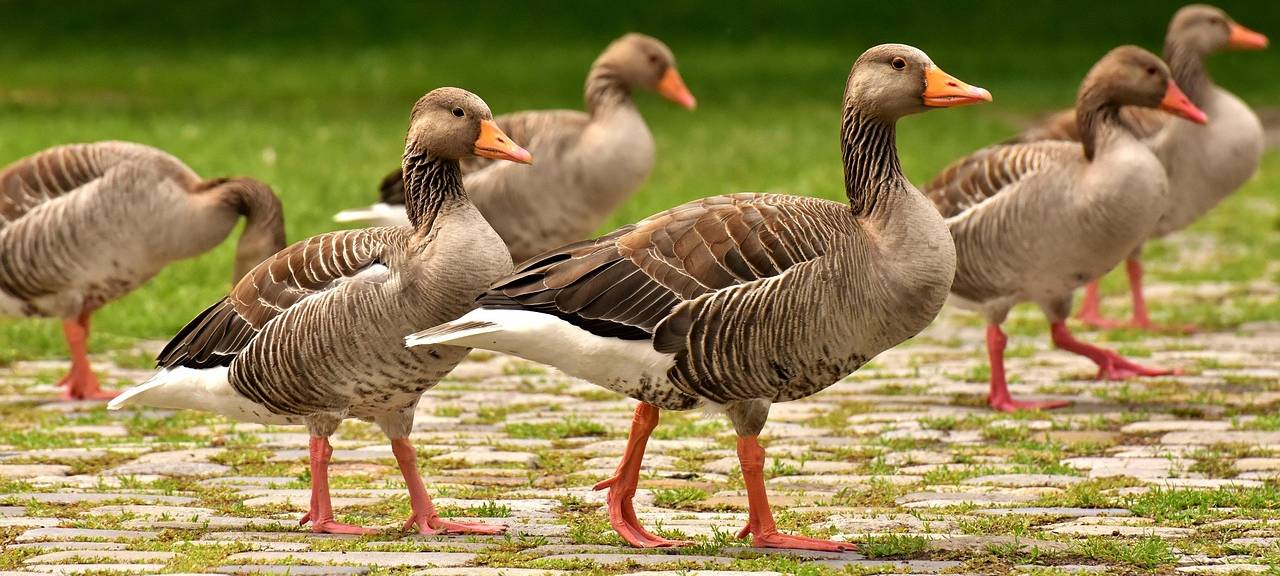 KREIS: Sorge vor Vogelgrippe