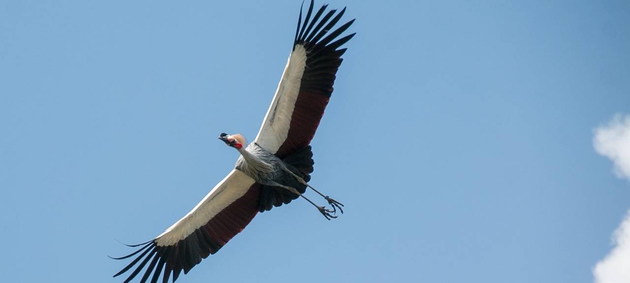 KREIS: Vogelgrippe-Verdachtsfall