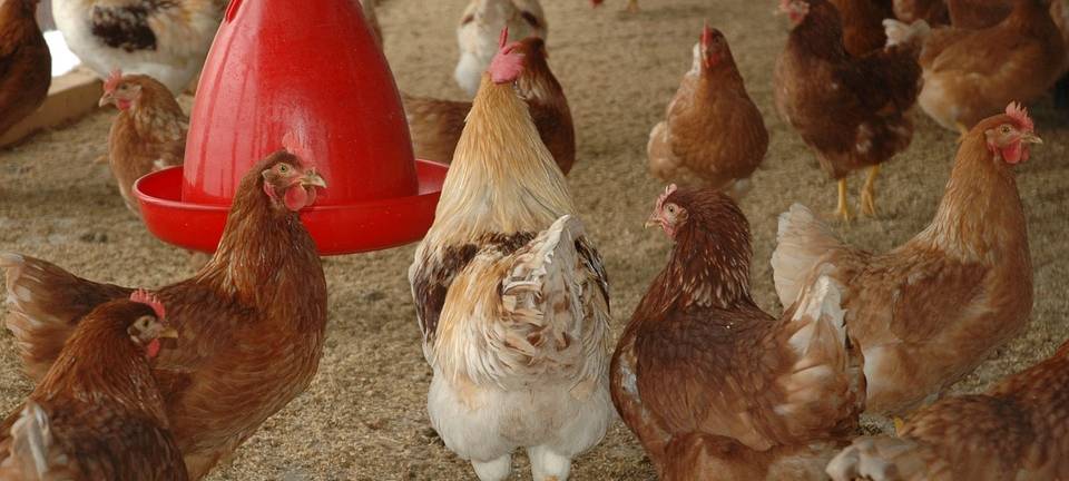 KREIS: Stallpflicht wegen Geflügelpest