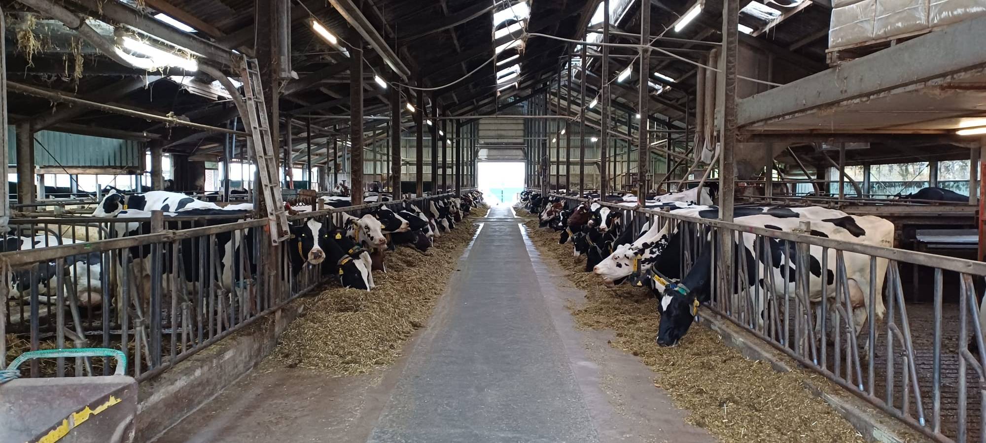 KREIS: Preisabsturz bei der Milch