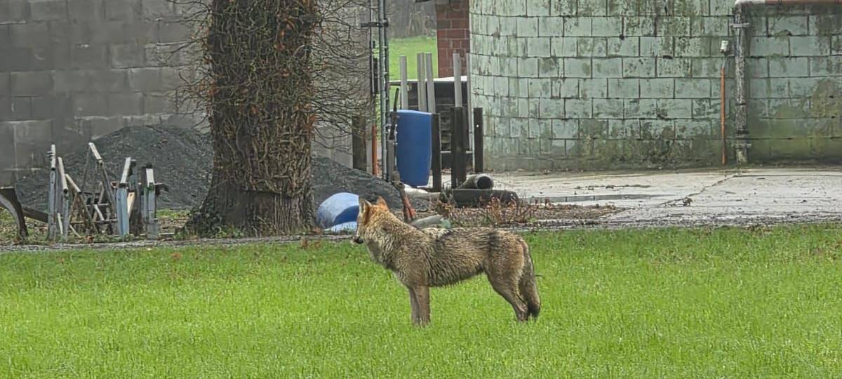 HOLTWICK: Wolf gesehen