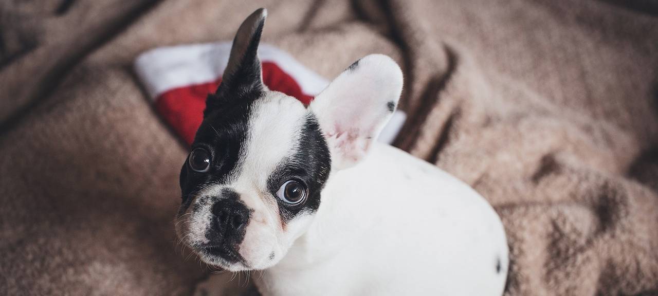 KREIS: Keine Tiere als Weihnachtsgeschenk