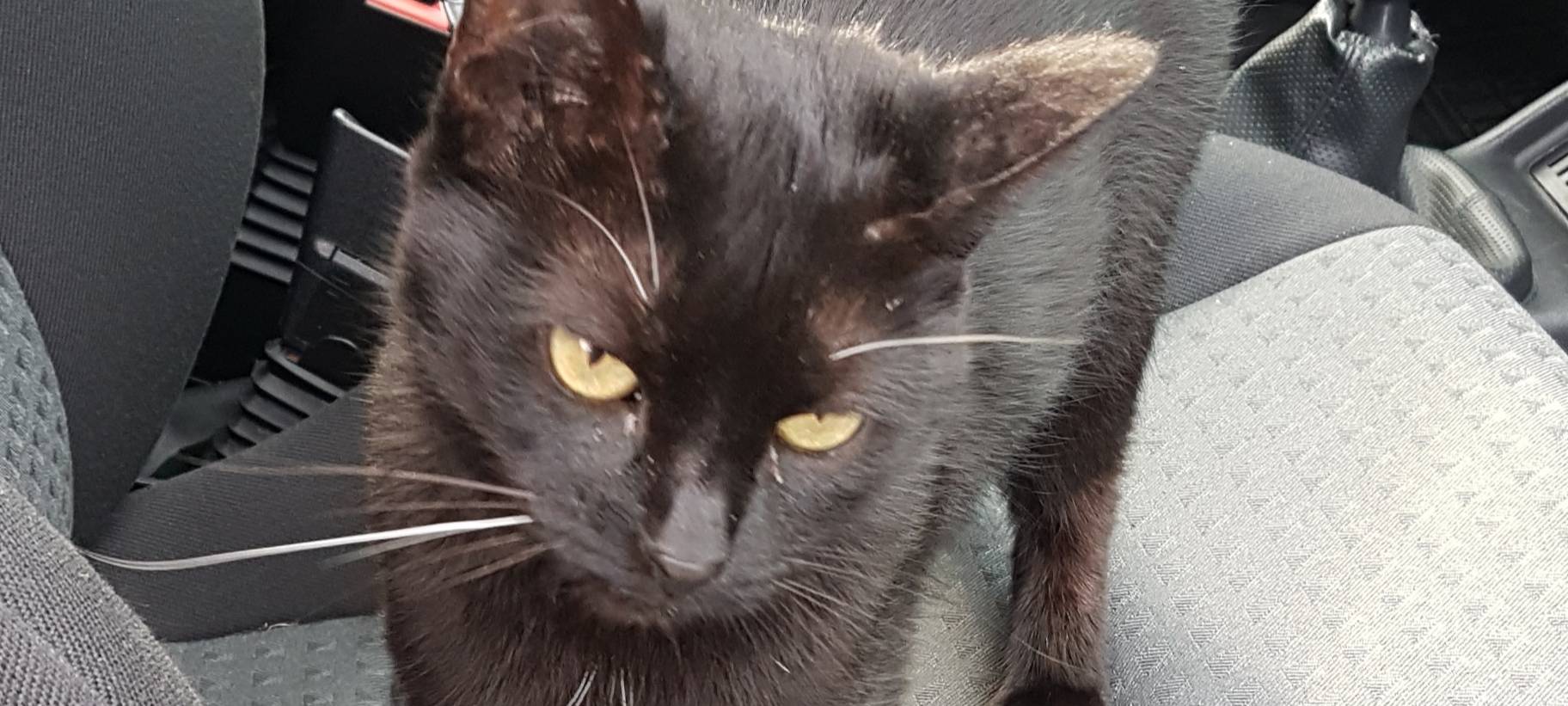 Katze in Dülmen entlaufen