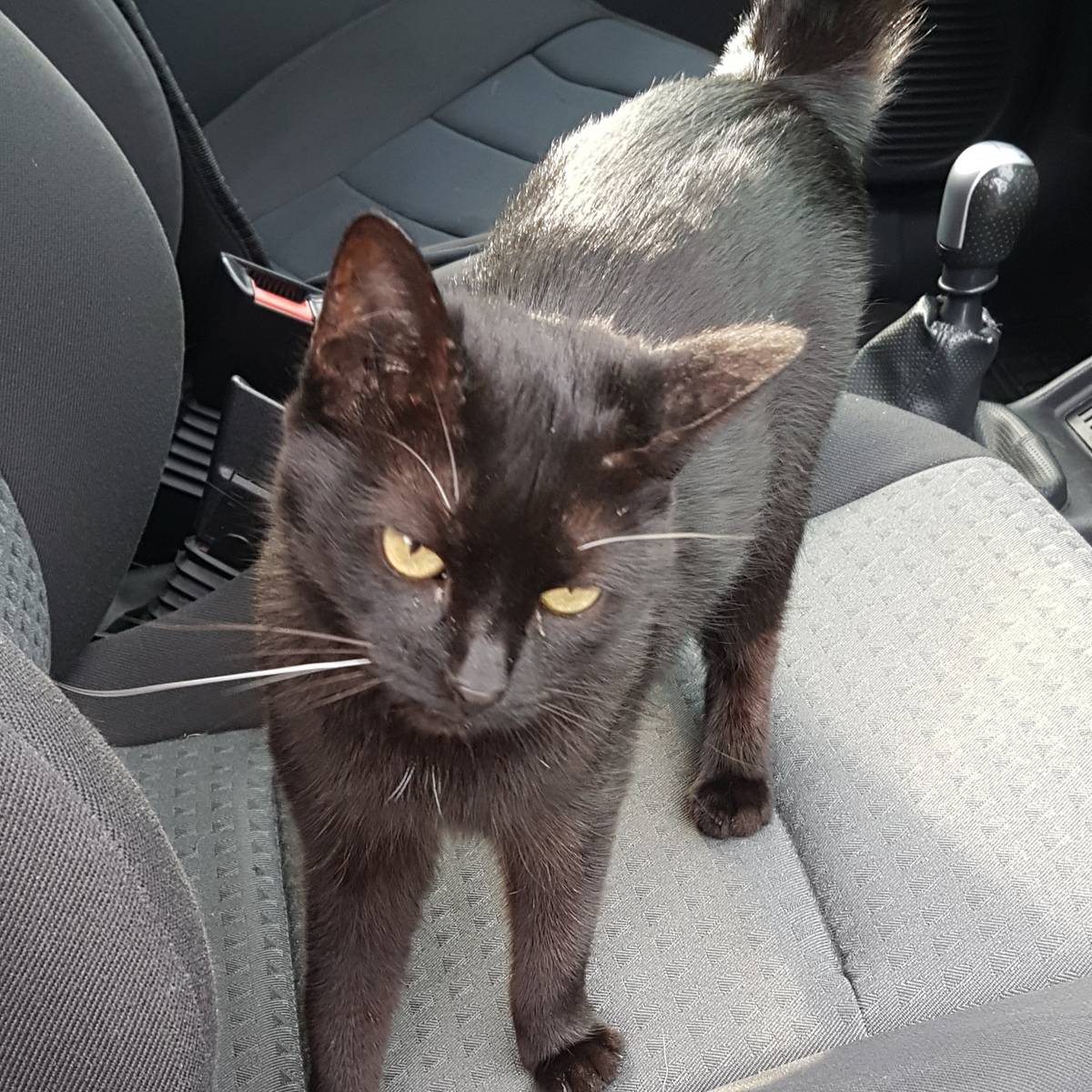 katze in dulmen entlaufen radio kiepenkerl