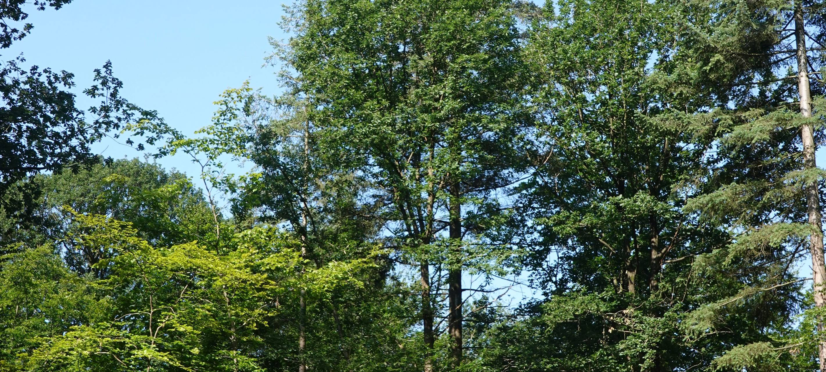 KREIS: Wälder erholen sich leicht