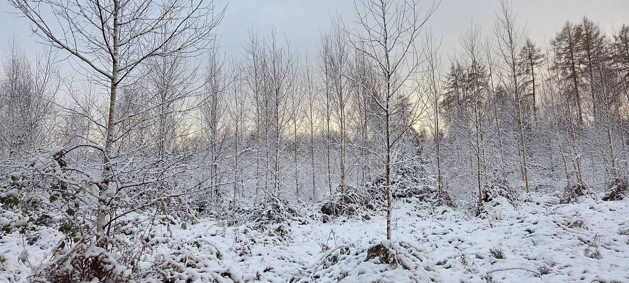 Wir suchen eure "Puderzucker"-Schnee-Fotos