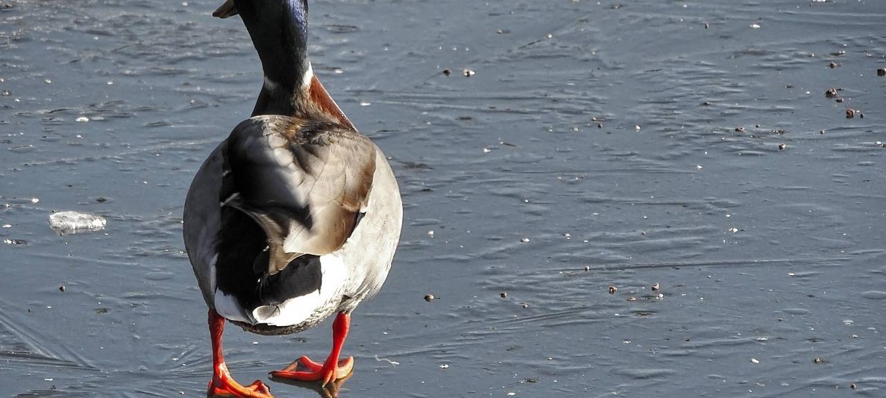 KREIS: Achtung - zugefrorene Gewässer nicht betreten!