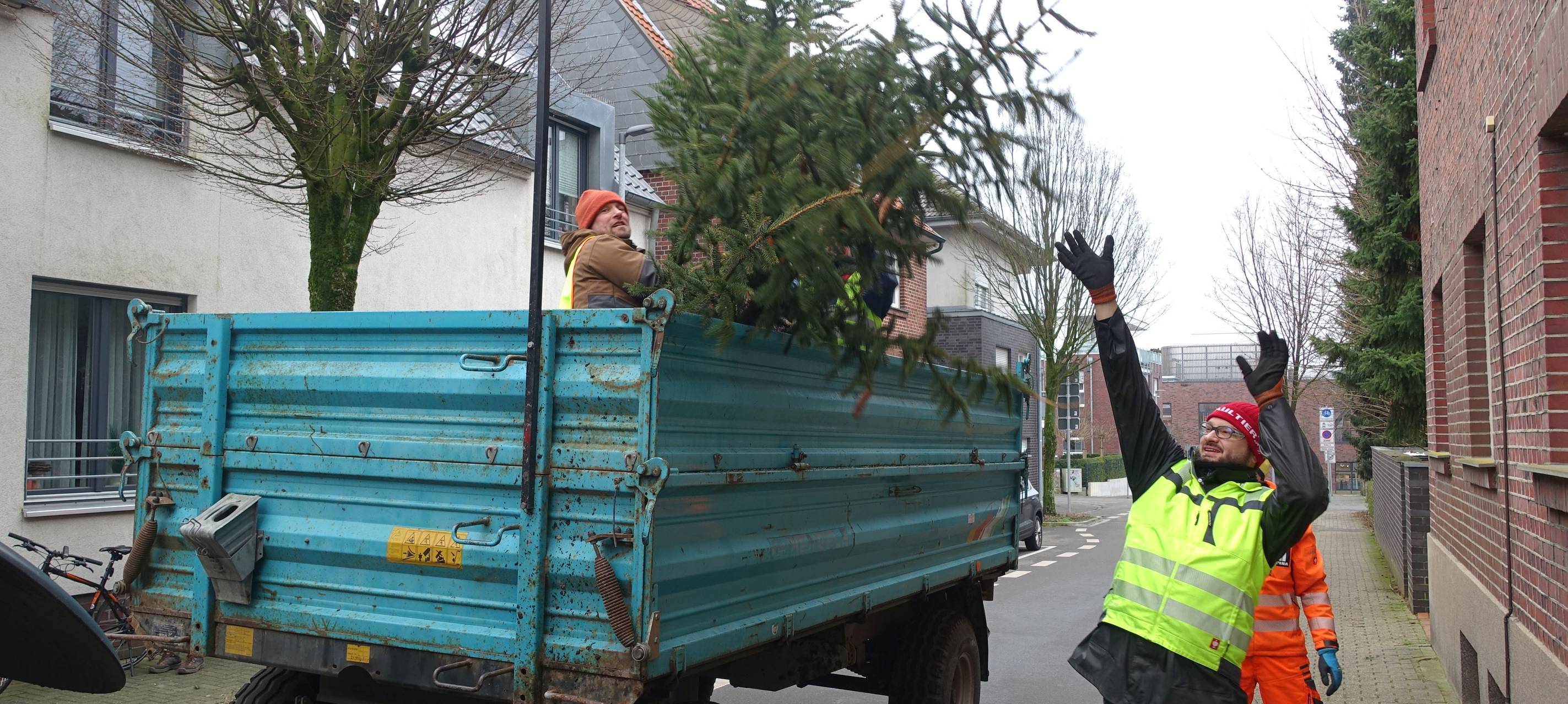 KREIS: Weihnachtsbäume sammeln