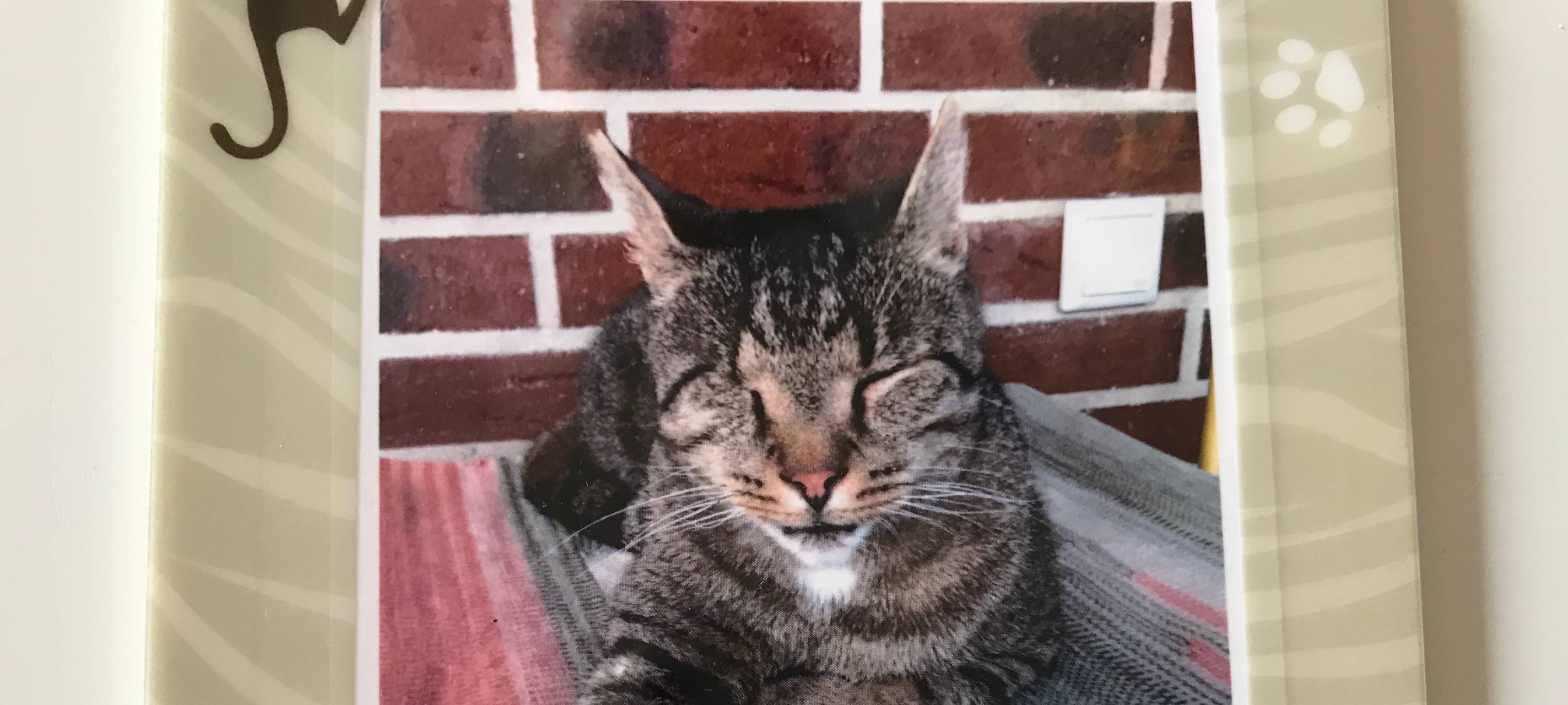 Kater in Lüdinghausen entlaufen