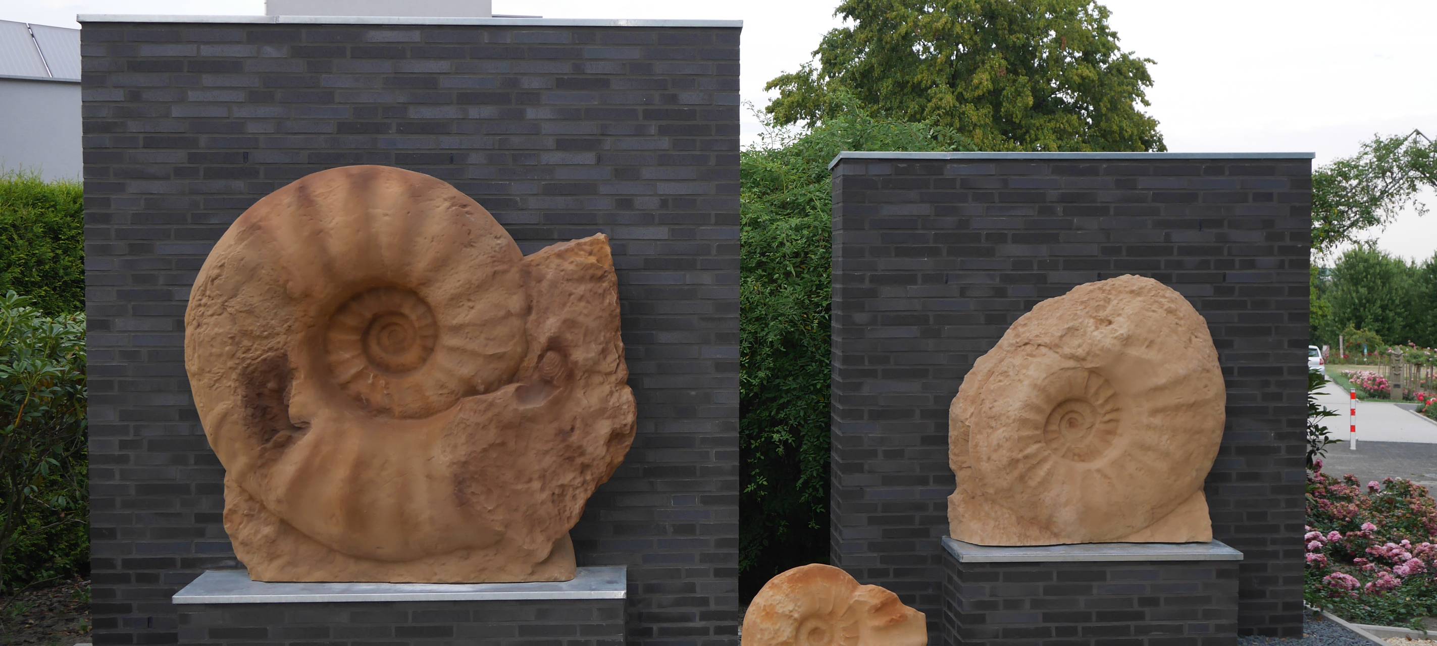 SEPPENRADE: Name für Ammonit gesucht