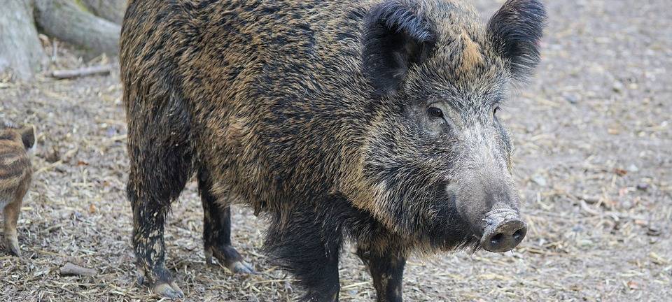 Nach Pilotprojekt: Hegeringe wollen Hegebeauftragten