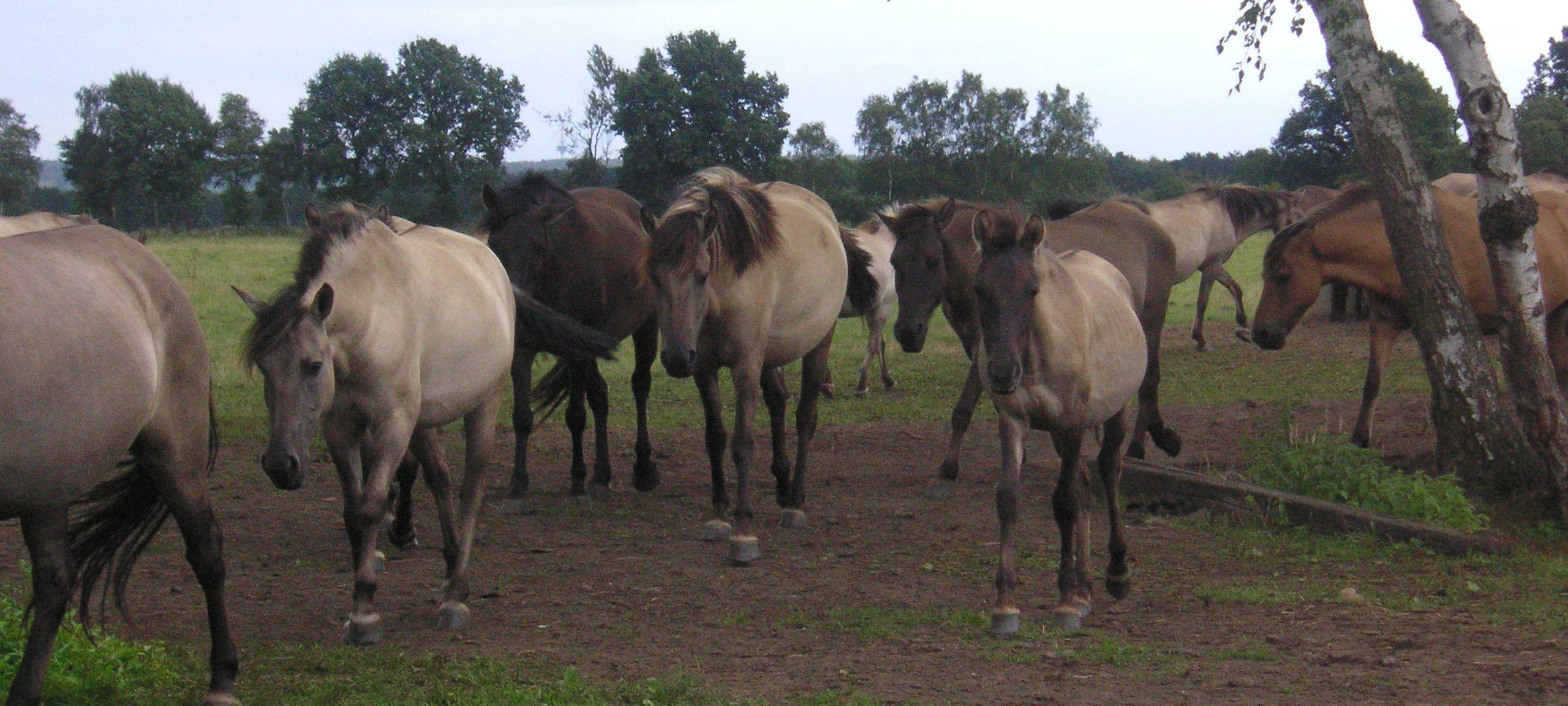 DÜLMEN: Saisonstart der Wildpferdebahn