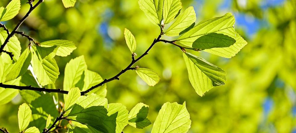 KREIS: Tag des Baums