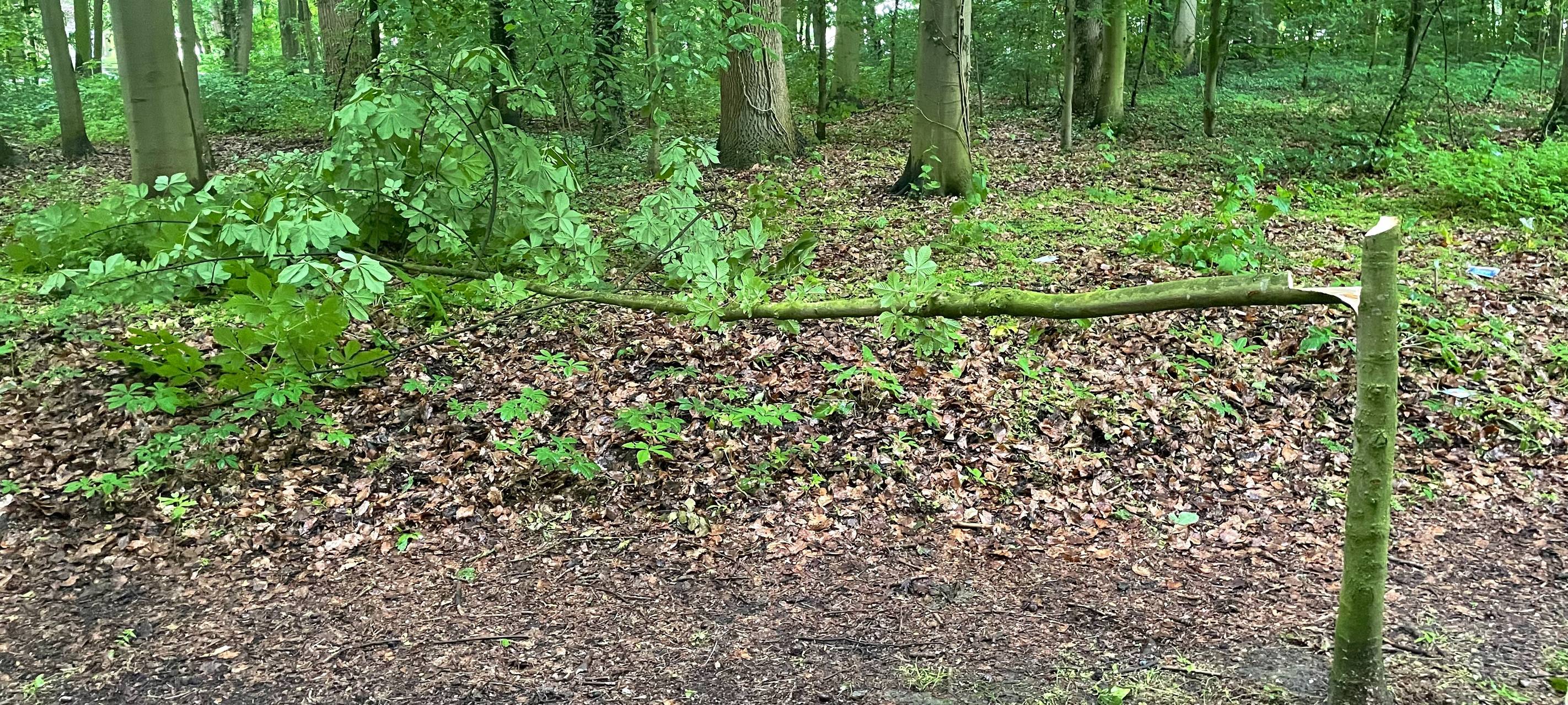 NORDKIRCHEN: Illegal Bäume angesägt und gefällt