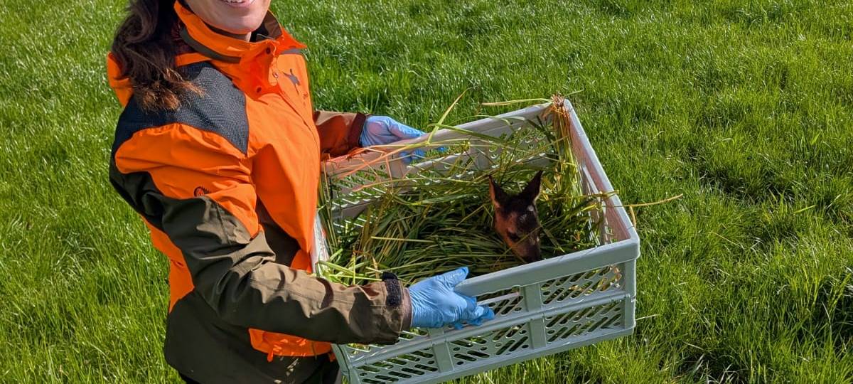 KREIS: Rehkitzrettung läuft