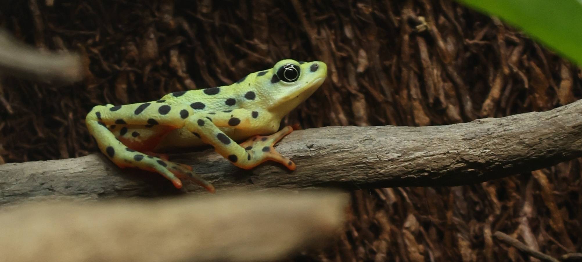 MÜNSTER: Zoo hilft Art zu retten