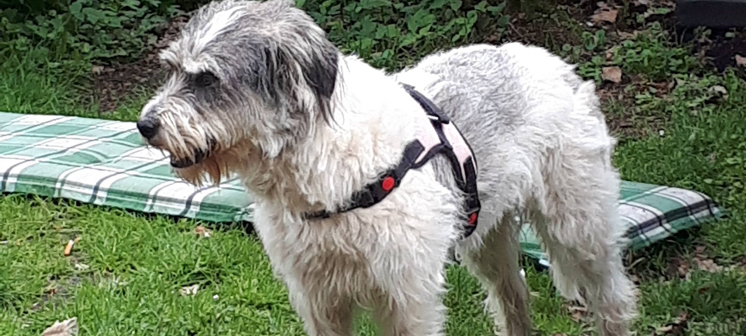 Hund wird in Steinhagen vermisst