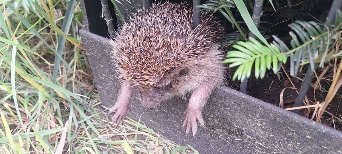 Igel schützen - so geht's