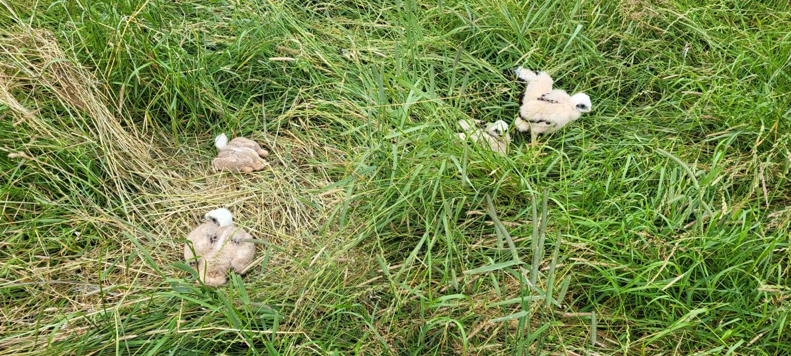 COESFELD: Rohrweihen retten