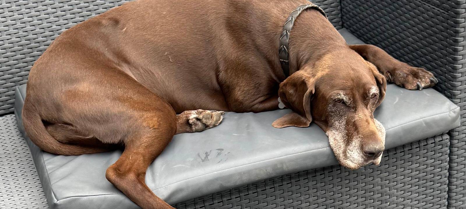 Hund in Daldrup gesucht!