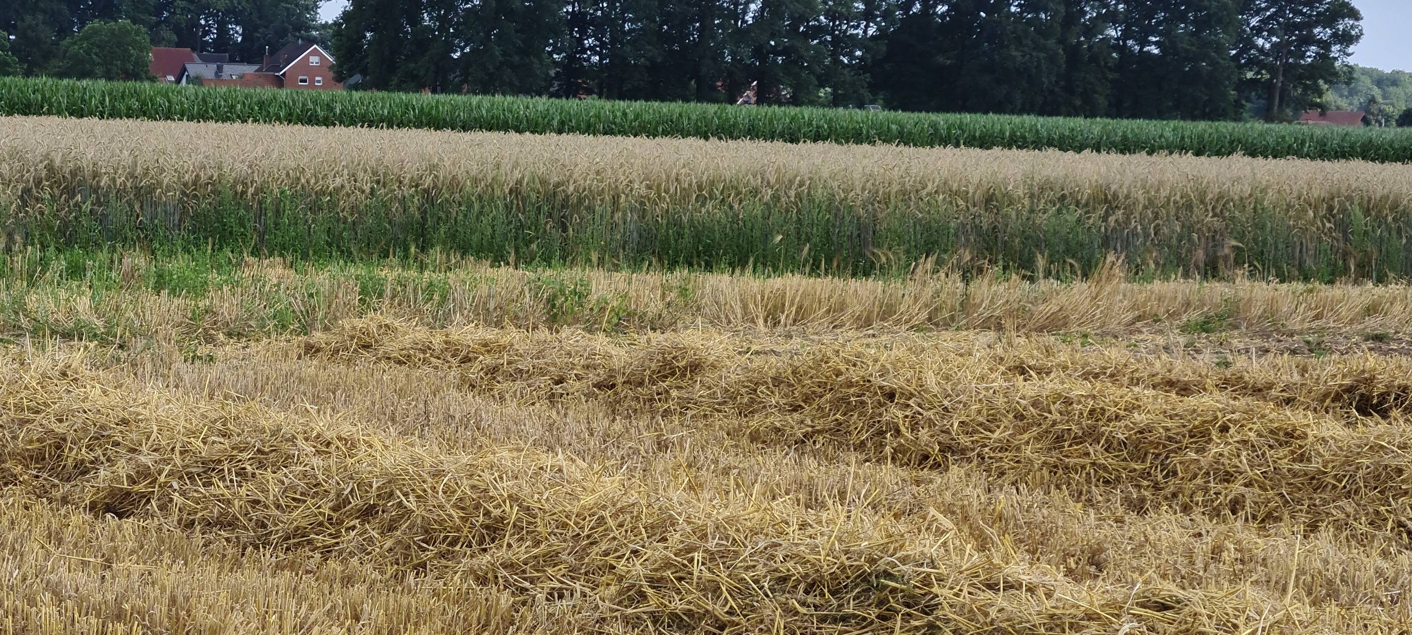 KREIS: Trockenheit besorgt Landwirte
