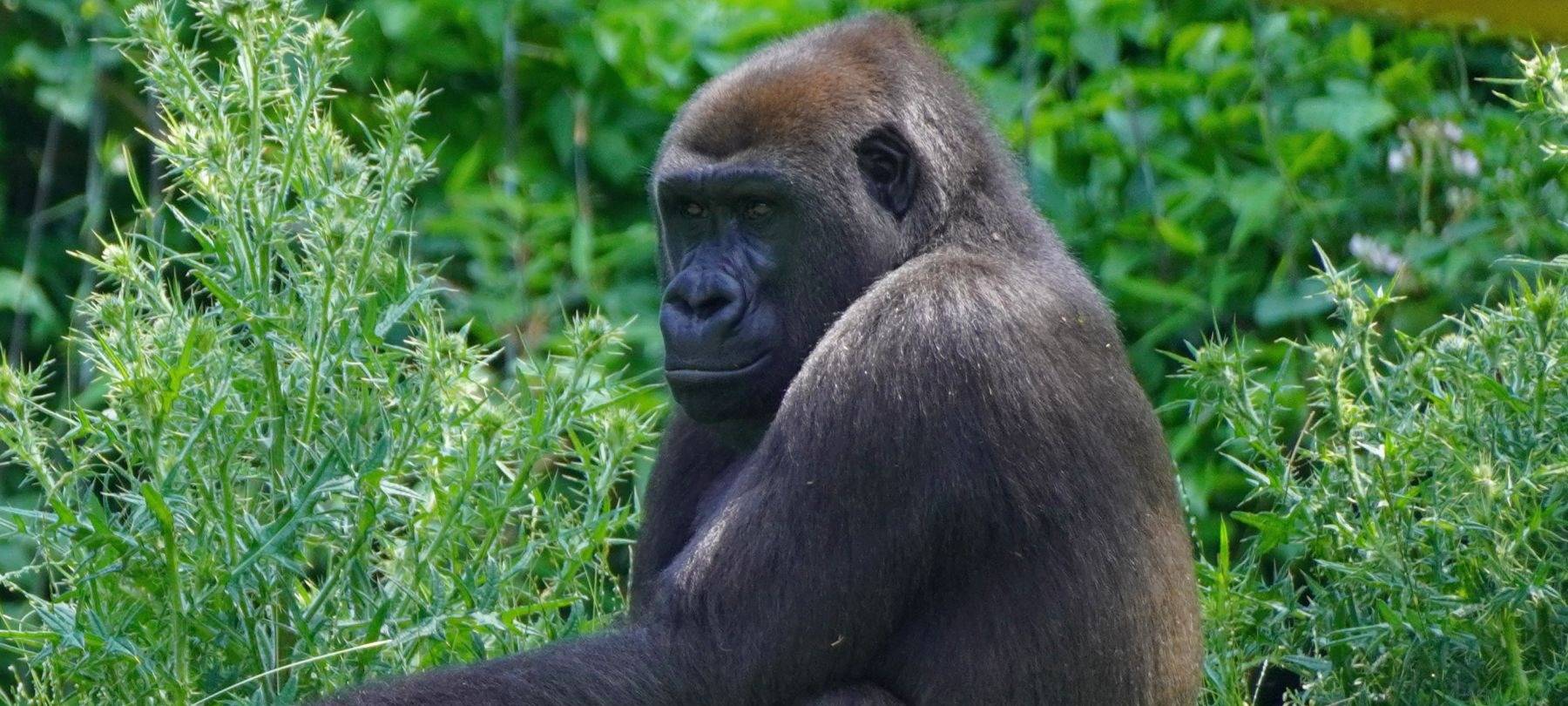 MÜNSTER: Gorilla lebt sich ein