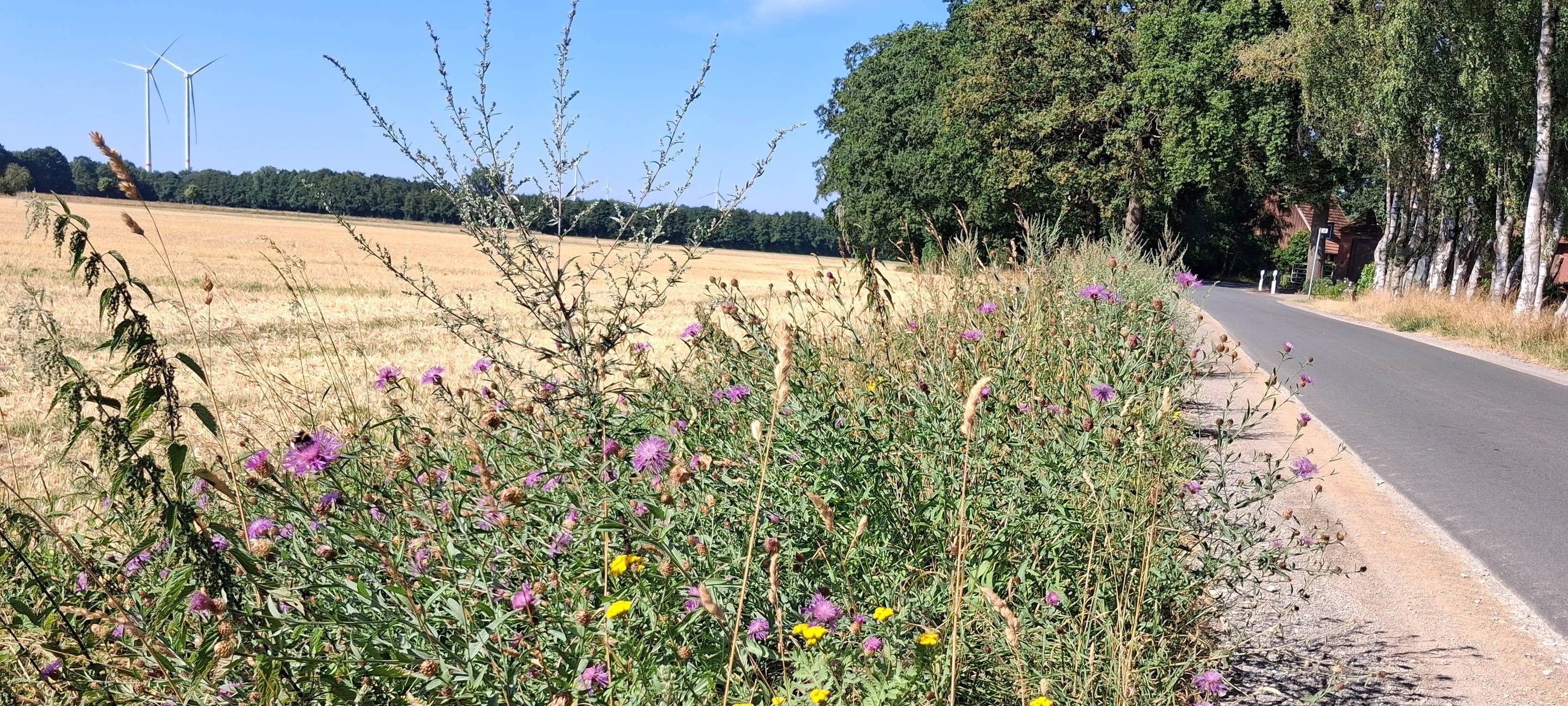 COESFELD: Hände weg von den Wegrändern
