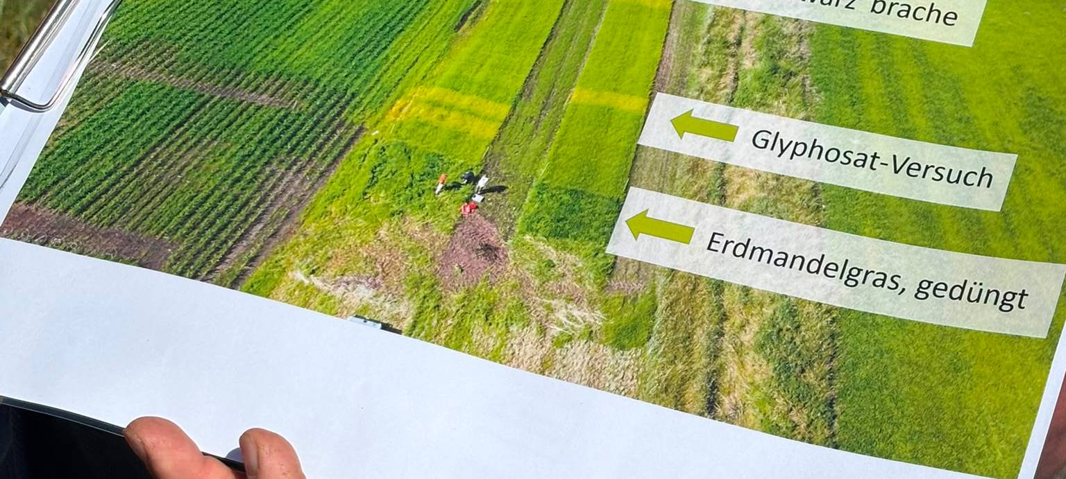 WELTE: Im Kampf gegen Erdmandelgras