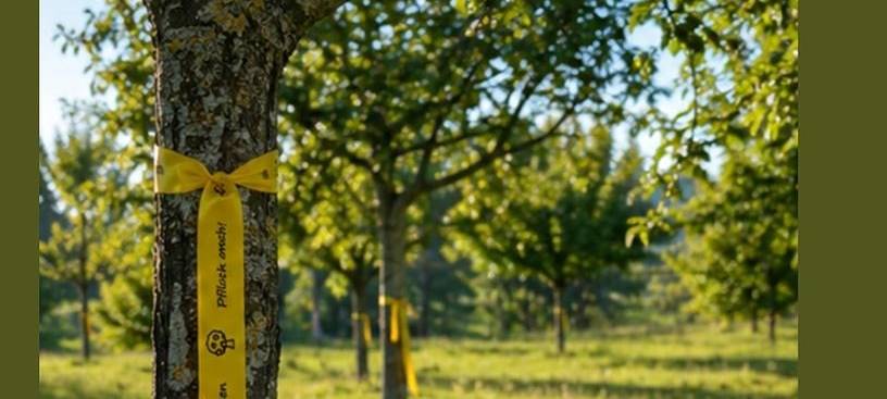 HAVIXBECK: Obstpflücken erlaubt