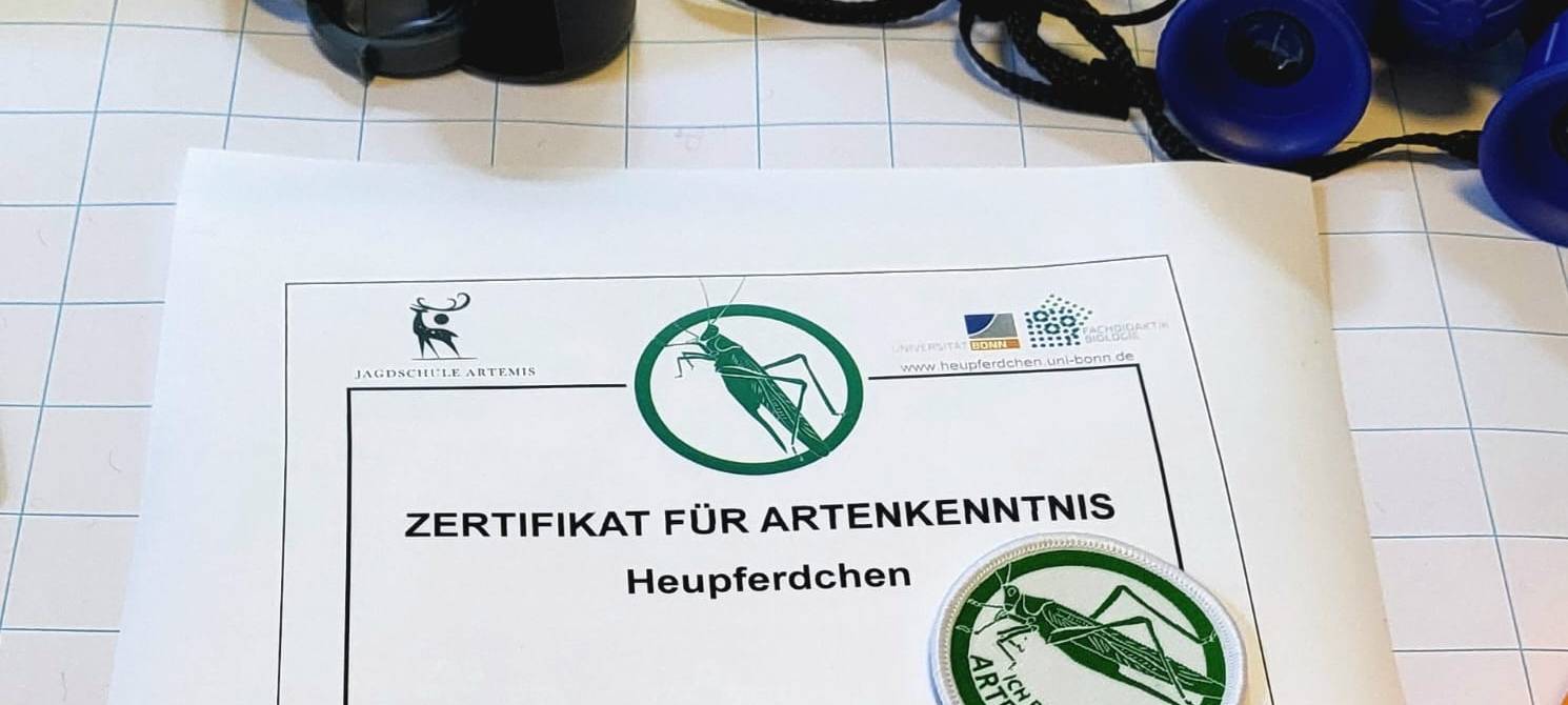 DÜLMEN: Heupferdchen-Workshop