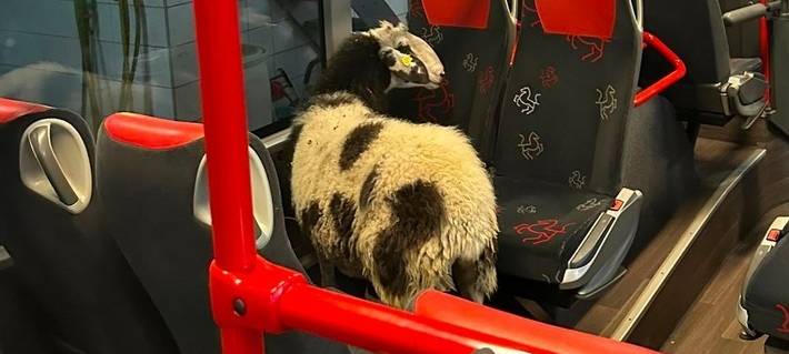 LH: Name für Schaf im Bus gesucht