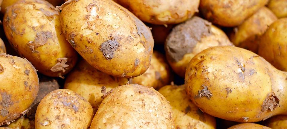 KREIS: Kartoffeln werden teurer