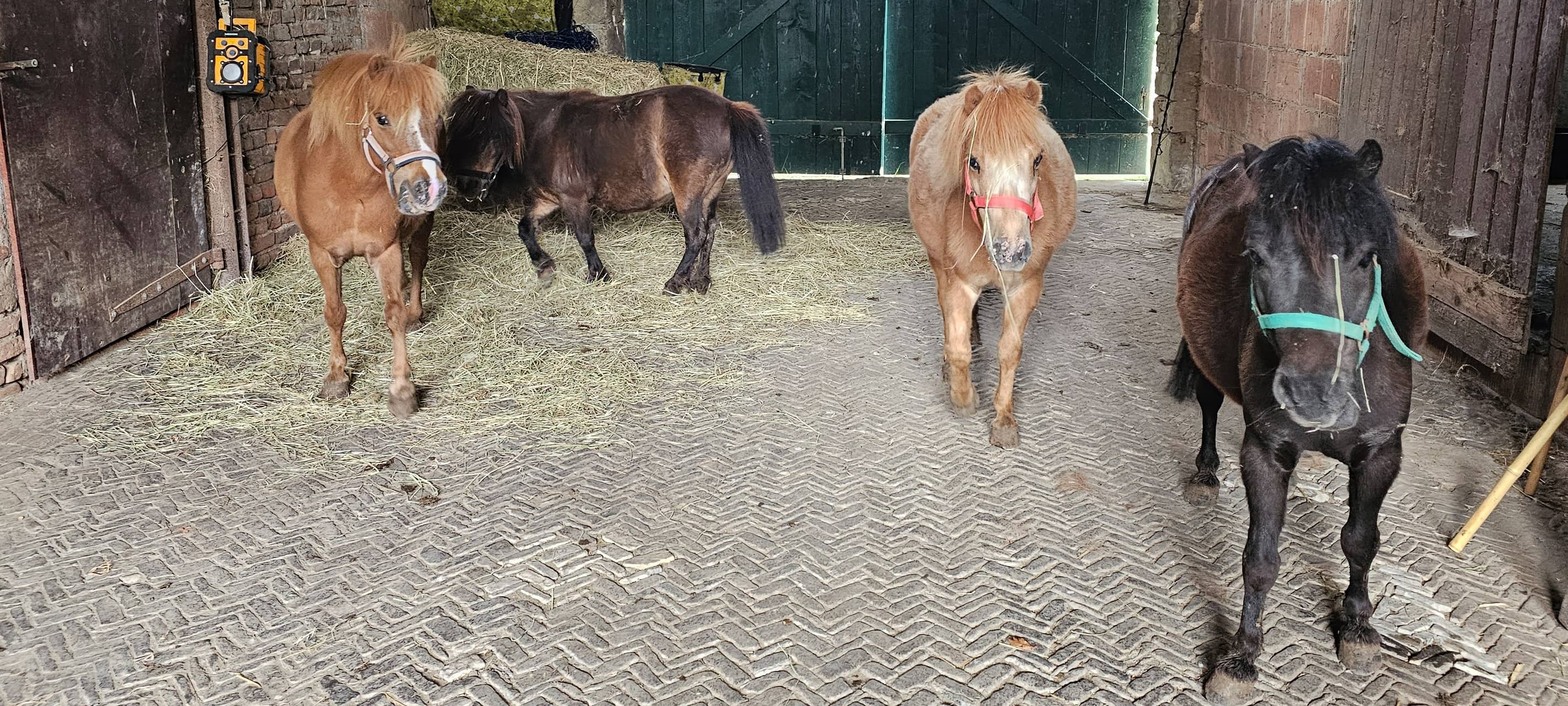 MS: Shetland-Ponys gerettet