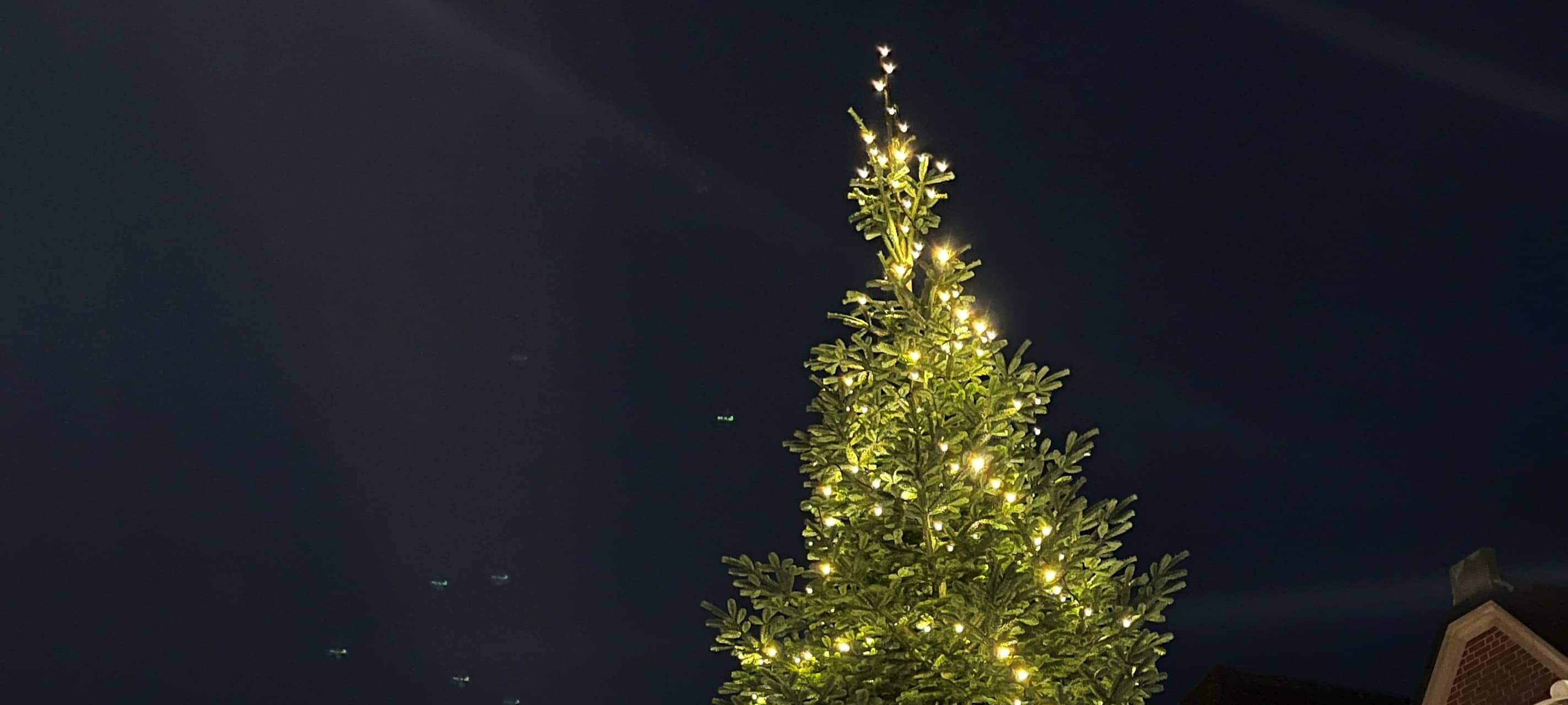 LÜDINGHAUSEN: Weihnachtsbäume gesucht