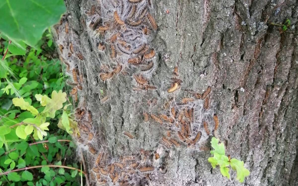 Landesbetrieb Strassen Bekampft Eichenprozessionsspinner Radio