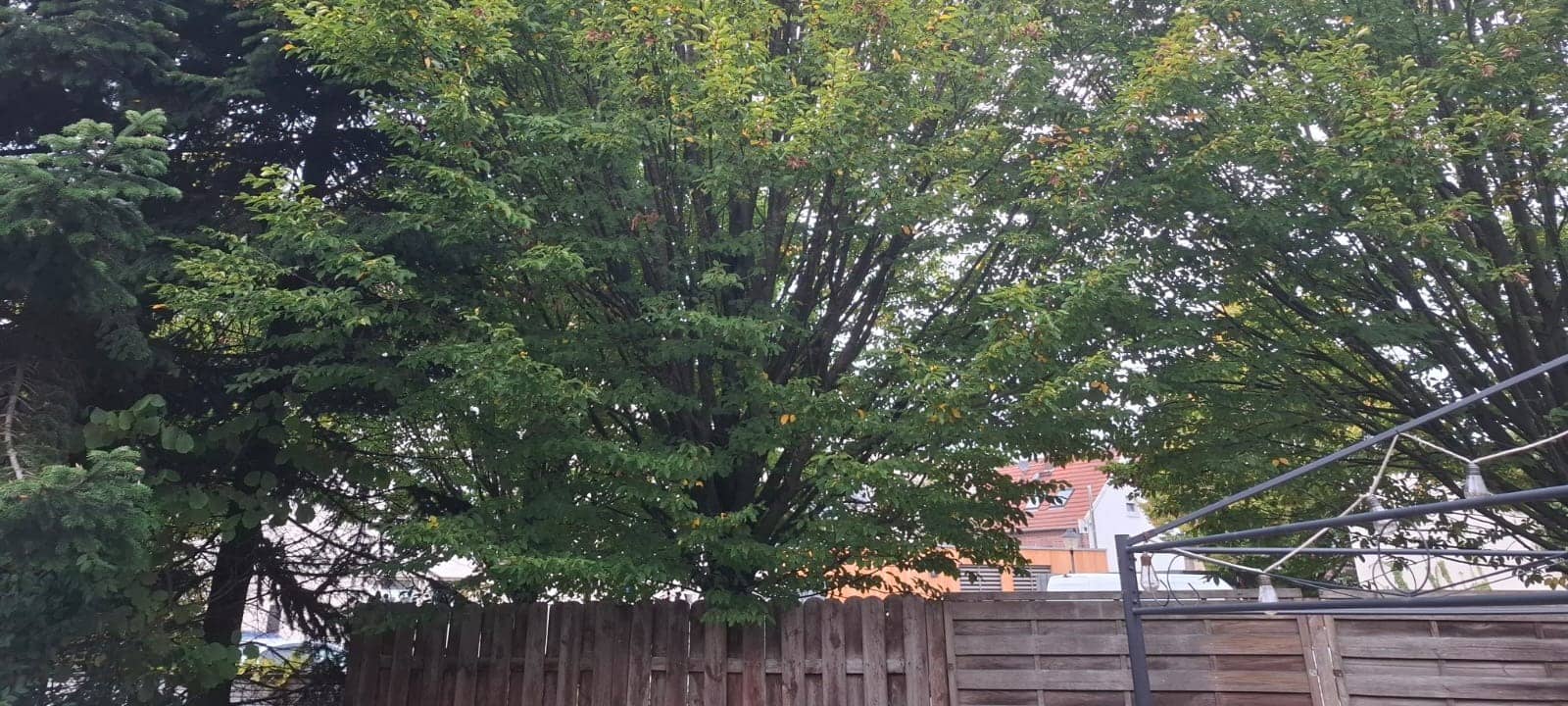 OLFEN: Zu groß gewachsener Baum