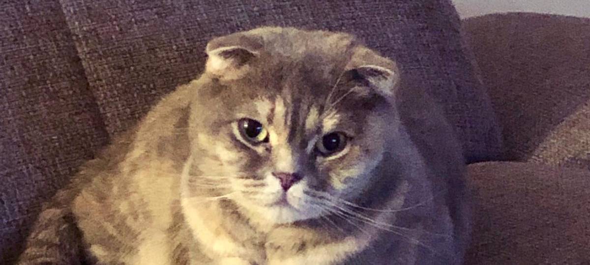 Kater wird in Dülmen vermisst.