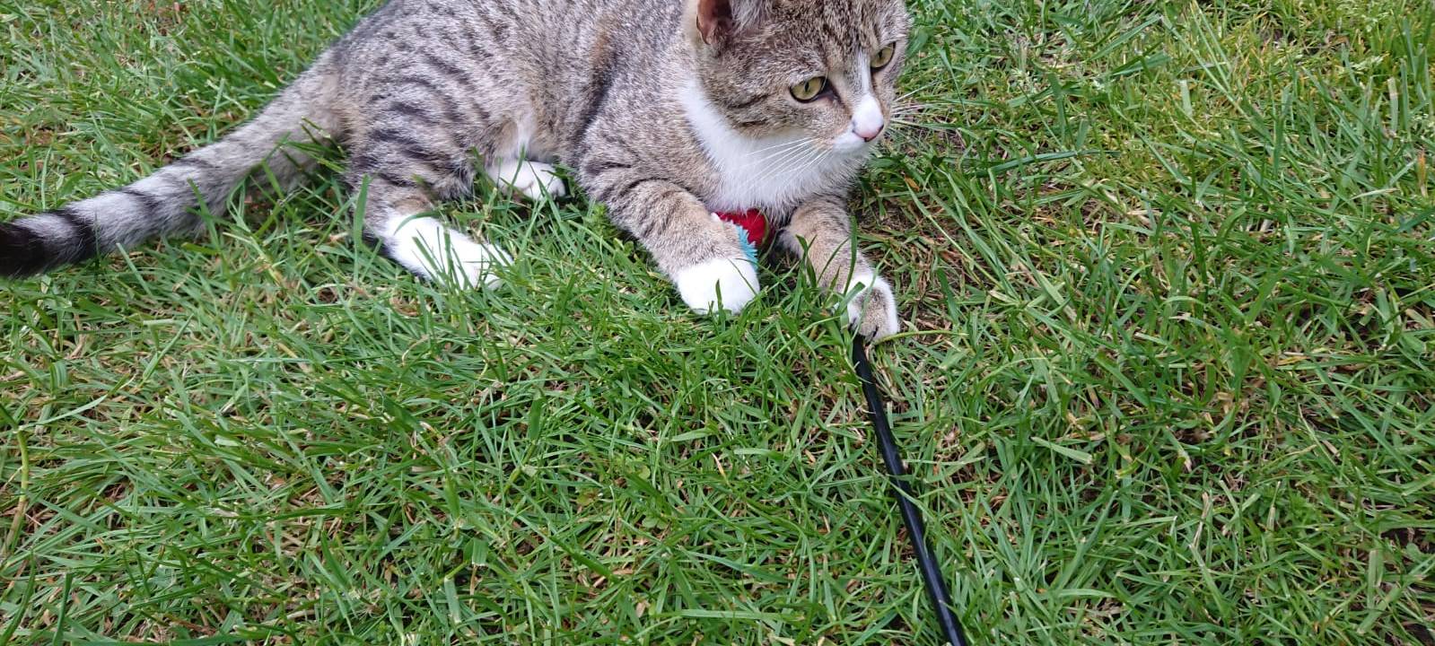 Katze vermisst.