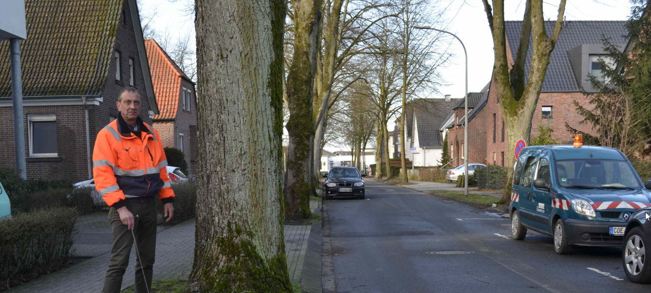COESFELD: 70 Jahre alte Winterlinde muss weg