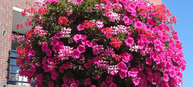 COESFELD/LETTE: Viele Spenden für Blumenampeln