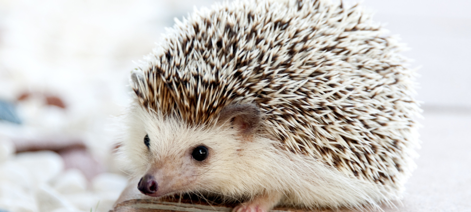 TiNoH - TierNot-Hilfe Coesfeld
