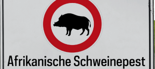KREIS: Schutz vor ASP
