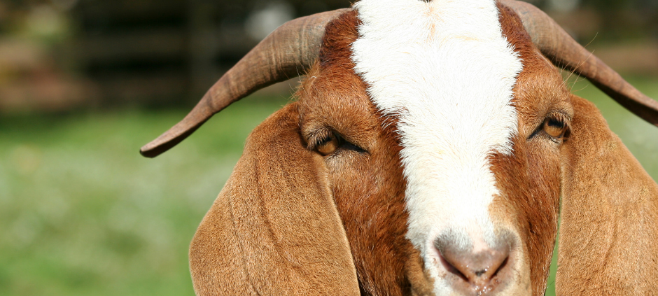 NOTTULN: Entlaufener Ziegenbock