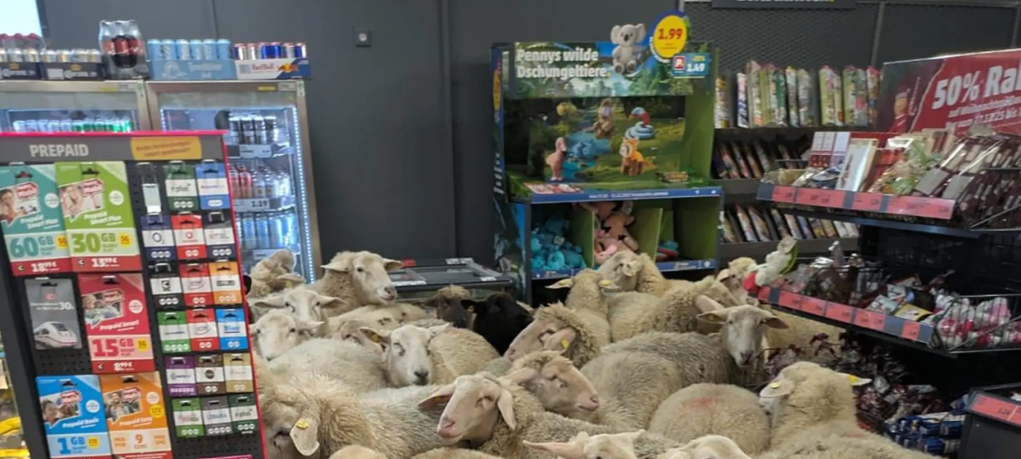 Schafe im Supermarkt